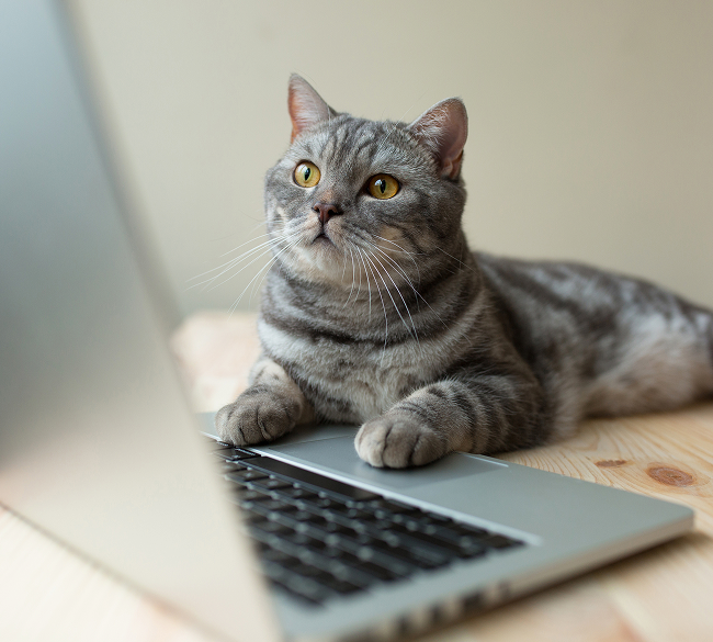 オンライン内覧