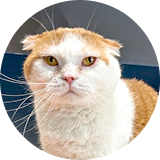 フドウ店長のアイコン